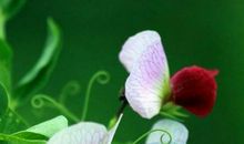 财运上上签，随时会发财的生肖，11月财旺贵人旺，生活富足