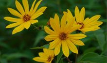 2019年不触霉头，不缺钱花的生肖，存款飞涨，幸福生活相伴