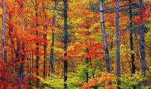 11月上旬起，横财入袋，运势如火，四生肖畅通无阻