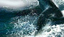 恋爱合拍时光久的生肖女