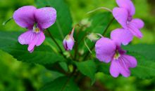 开门见喜，横财轻松赚的生肖，2020年金银成堆，夫妻恩爱美满