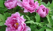 12生肖中，管老公管的最严的3大生肖女，其实最有头脑