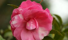 未来三个月横财天降，钱财不愁，富贵无忧，大富特富的四属相