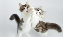 3生肖旺运不迟到，未来50天财气尽显，事业顺风顺水，生财万贯！