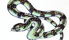 3大生肖志气大，有野心，不安于现状，靠自己创业赢取未来