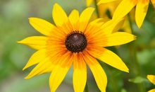 未来俩月大财小财连连赚，财运大利，财源滚滚发大财的四属相