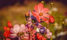 1954年的生肖何时好运(图文)