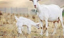 这3大生肖近期走了狗屎运，财神爷都来发红包，接住有财发！