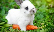 老婆如果是这3个生肖，老公越疼爱她，家门财运才越旺