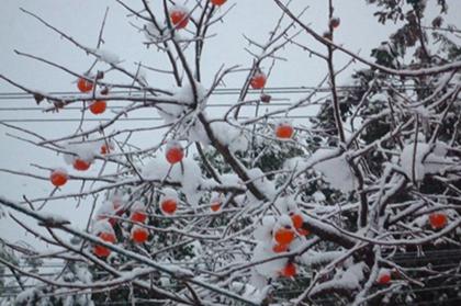 2019年小雪不是办喜事吉日吗,关于描写小雪诗句摘抄分享(图文) 2