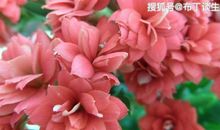 10月27号开始越来越顺利，四生肖财运大幅度增高，一定会笑逐颜开的!