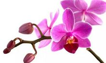 11月好运100%，横财滚滚来，3属相不得了，大大好消息，横财滚滚，天天开口笑