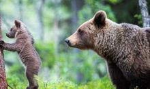 总想当明星的生肖女