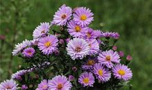 1986年的何时运气不佳(图文)