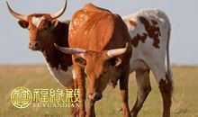 属兔和属牛合不合