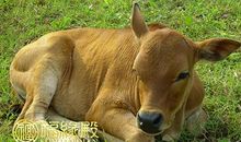 属兔和属牛的配吗