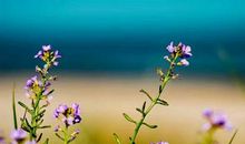 十一月运势大转折，有贵人有横财，人生不再受累的三生肖