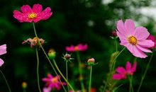 桃花傍身，寻得真爱的生肖，11月上旬财运旺盛，富贵生活过一生