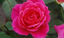 2019年紫气傍身，钱财涨不停的生肖，财富哗哗来，夜夜偷着笑