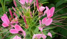 11月中旬的时候，4属相开门迎喜，左贵人右财神，想啥来啥