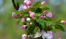 未来一周，4属相运势一路高升，万事顺遂，过上幸福富贵的好日子