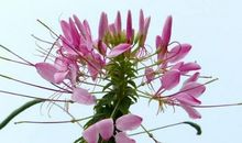 未来半个月，运势将十足旺的属相，喜事不断，感情事业双得意