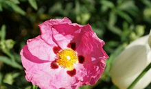 2019年11月起财运超旺，钞票满溢口袋，过上富贵日子的生肖