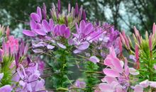 4属相春节之前运气特好，贵人增多，横财入账，职位晋升