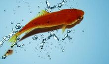 未来三天财运福运不请自来的三大生肖，真的是四方来财八方来福