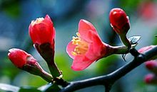 4属相未来一个月颇受福星眷顾，好运不离身，万事顺遂如意