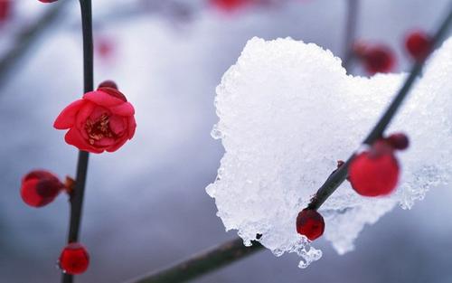 节气大雪日子可不可以结婚 这天结婚有好寓意吗？(图文) 1