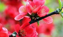 未来一周，4属相有好运来到，桃花朵朵开，爱情甜蜜，生活幸福