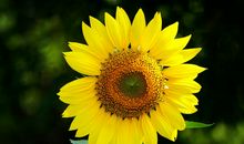 接下来三个月迎来大好财运，财运节节升，越做越顺的四属相