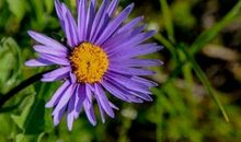 好运一到，大财在旺，一年富过一年的生肖，2020年顺利赚大钱