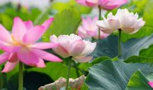 注定能做成大事的生肖，11月6号起赚来数不清的财富，福禄顺心