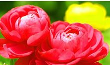 天赐好运，转身变富豪，3生肖财运大旺，2019年生活富贵不愁