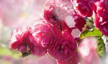 明日开始八方聚财，存款多多的生肖，财运大爆发，生活无比幸福