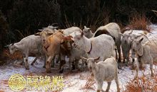 属羊未时出生的人命运如何