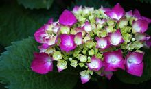 11月运势顺风顺水，吉星庇佑，从而飞黄腾达，财运滚滚的四属相