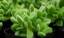 算命的说：20，21号大大好消息！3生肖左手大财、右手大奖，用麻布袋装大钱