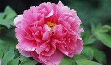 11月财运开挂，3生肖生意兴隆，事业兴旺，大富大贵大翻身！