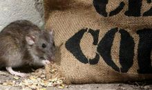 梦见老鼠偷吃东西是什么意思