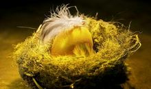 这3大生肖，家里有1个，衣食无忧，有2个，不得了！你家有几个