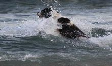 梦见两只狗交配是什么意思