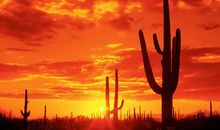 11月11号，喜鹊报喜，富贵花开，功成名就的四大生肖