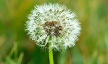 11月闷声不响发大财，事业一帆风顺，富甲一方的四大生肖