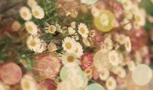 在爱情中失去理智，最终伤痕累累的三大生肖女