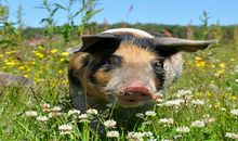 梦见猪跑是什么意思