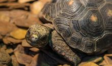 梦到吃乌龟说明什么