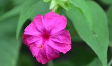 未来10天运势回升的属相，运势大旺，大奖横财连到，日子红红火火